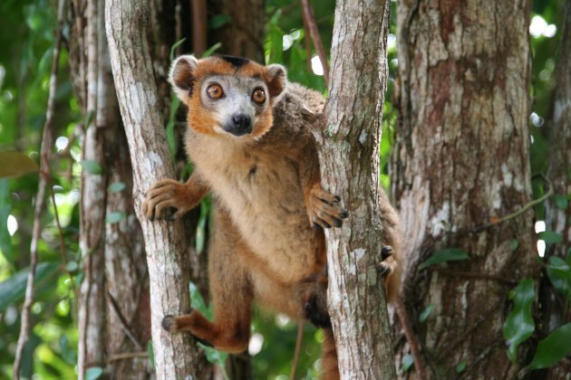 bruine lemur