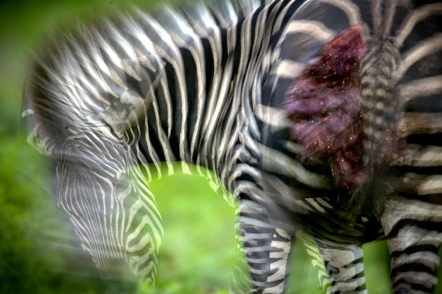 gewonde zebra