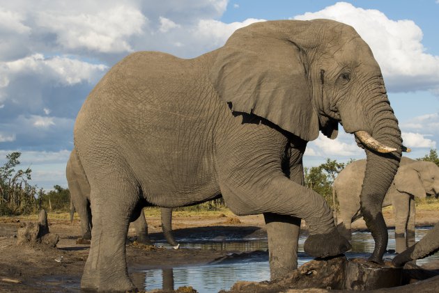 olifant vanuit olifantenhut