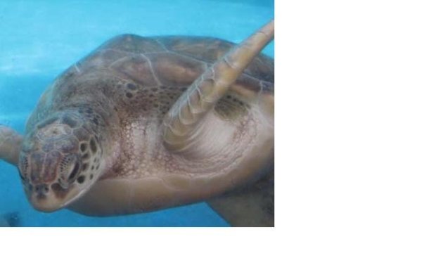 Zeeschildpad in Mexico