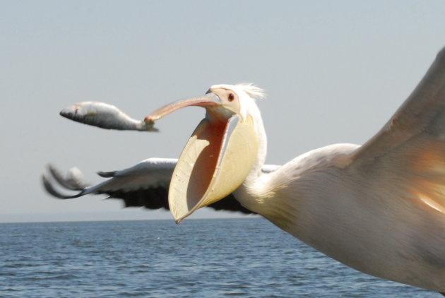 Vissende pelikaan