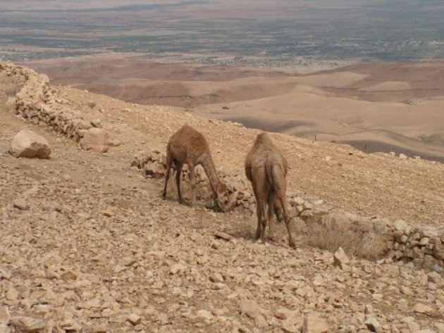 Met een kameel uitkijken over het beloofde land
