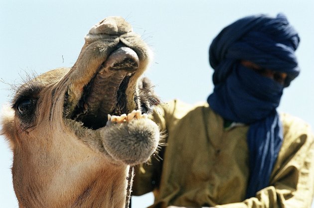 kamelenrace
