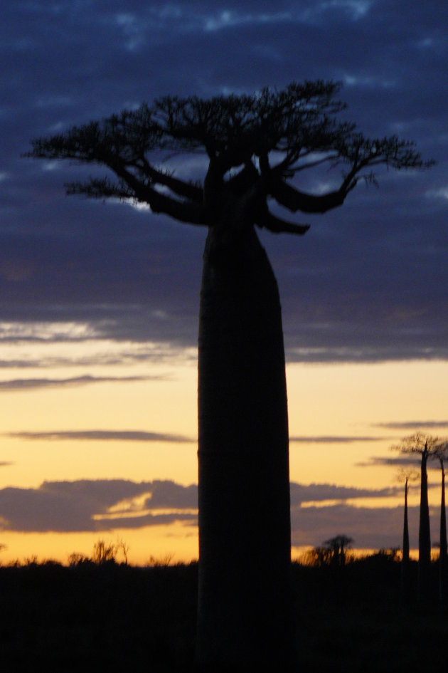 Baobab boom 