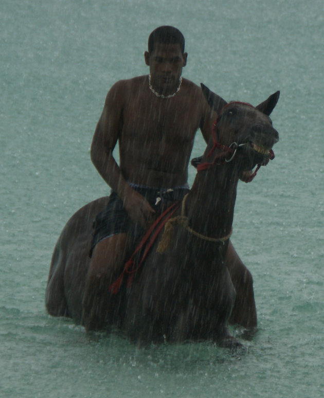 paard in zee