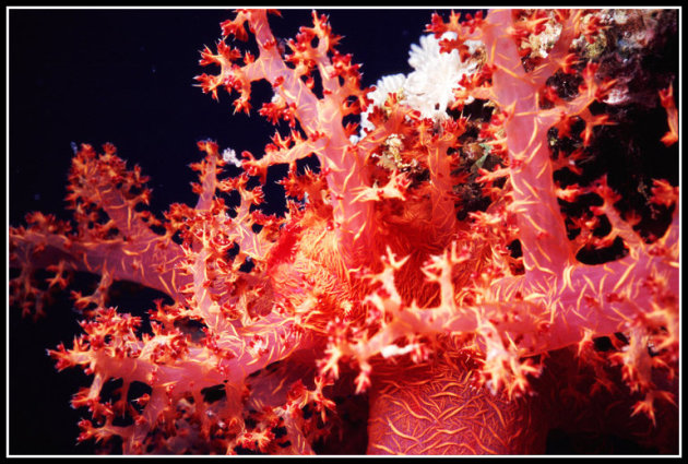 softcoral..!