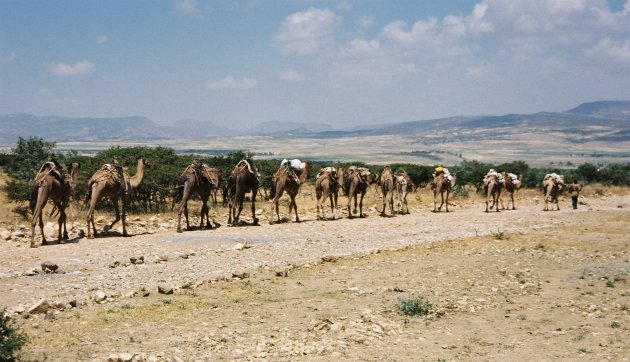 Afar kamelen