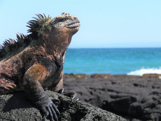 Leguaan op de Galapagos Eilanden