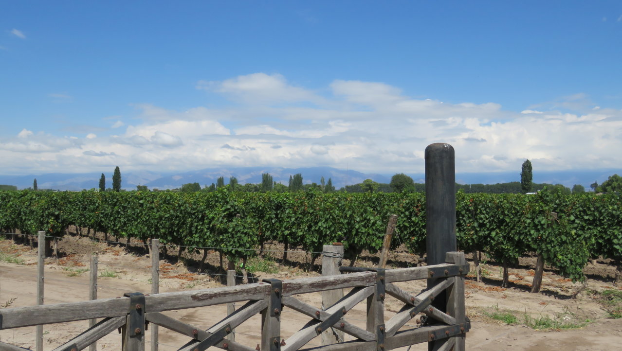 Wijngaarden rond Mendoza