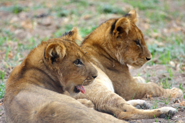 2 jonge leeuwtjes