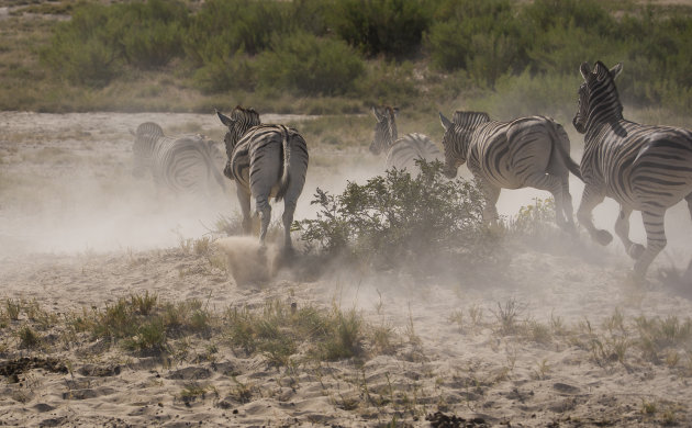 rennende zebra's