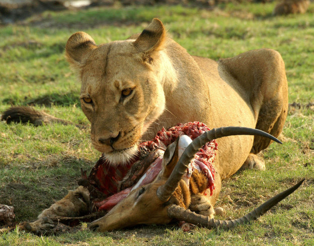 Leeuw eet impala