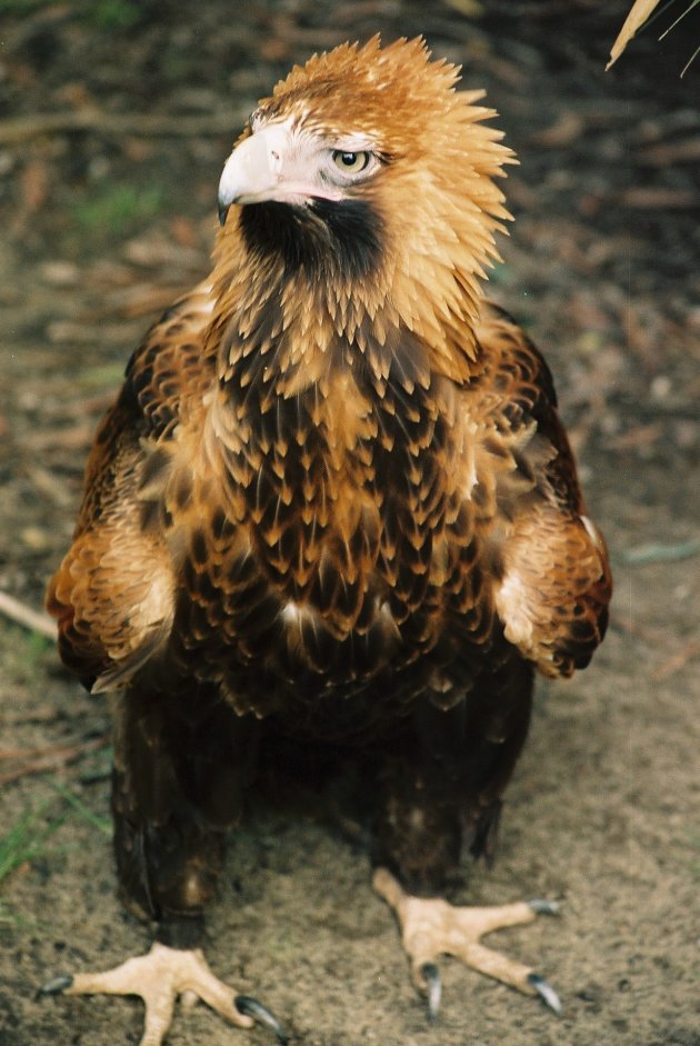 wedge tail eagle