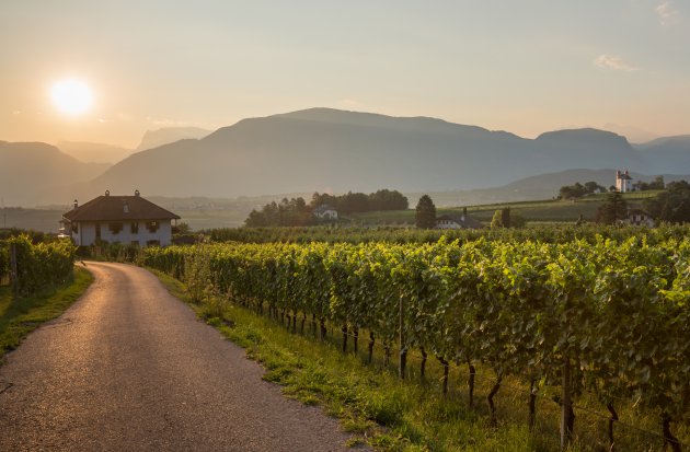 Wijngebied in de Dolomieten