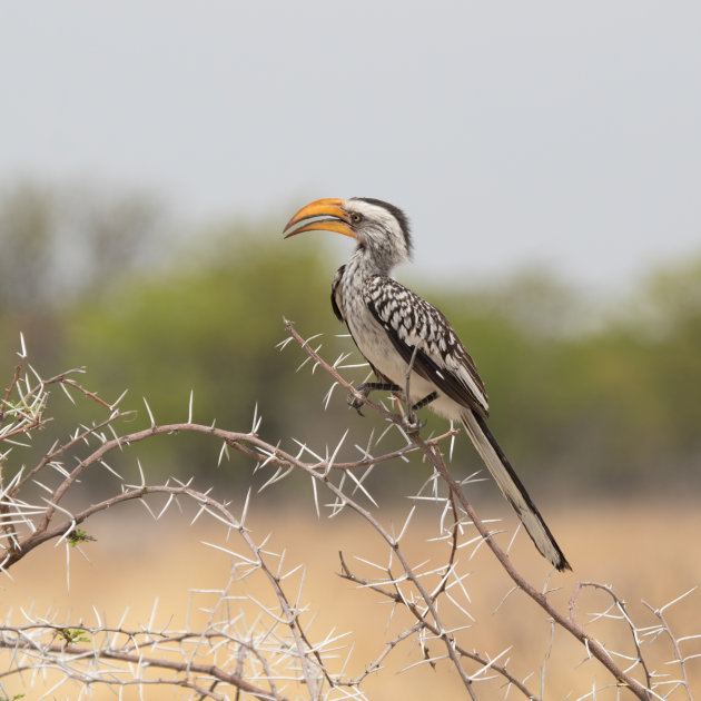 Yellow Billed Hornbill in Etosha