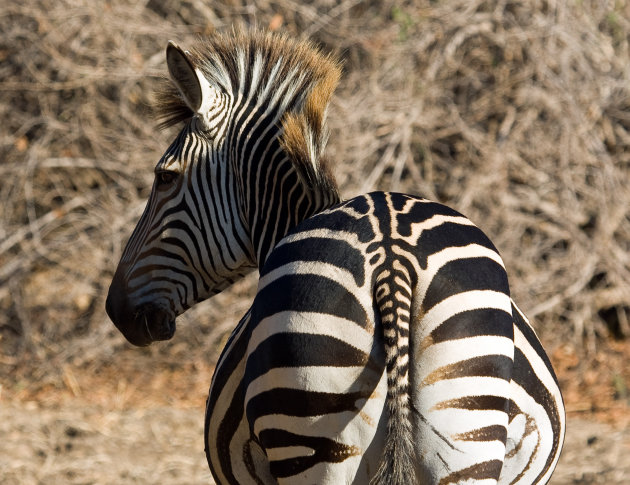 Mooie zebra