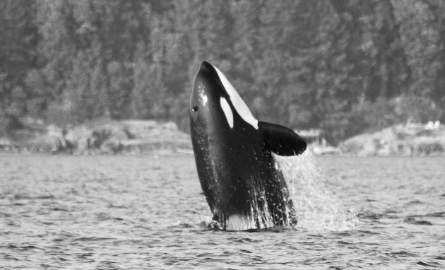 Orka's spotten doe je bij Vancouver Island