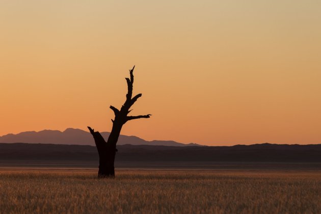 Dode boom nabij het Kanaan N/a`an ku sê Desert Retreat