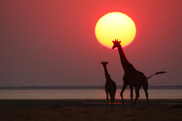Giraffes bij zonsondergang