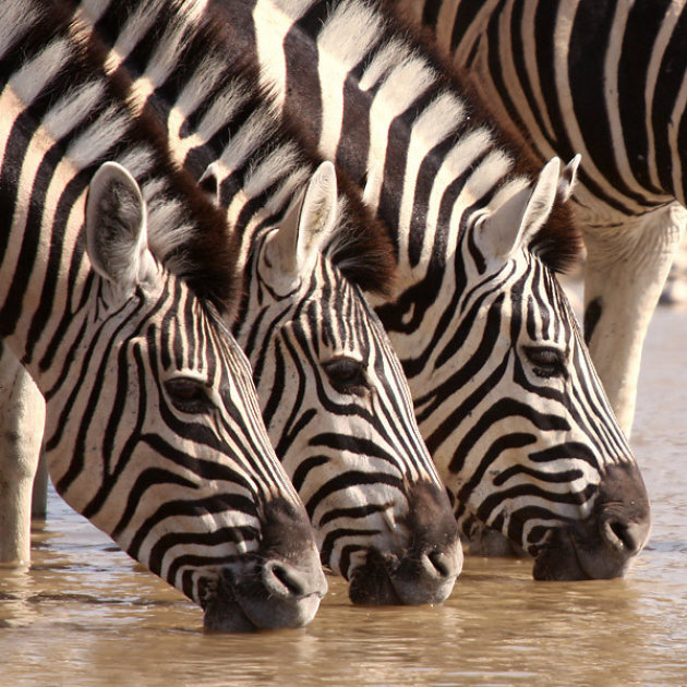 Drinkende zebra's