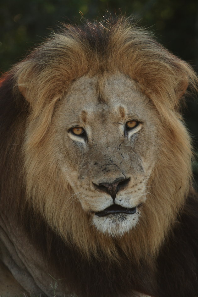 Kalahari Leeuw