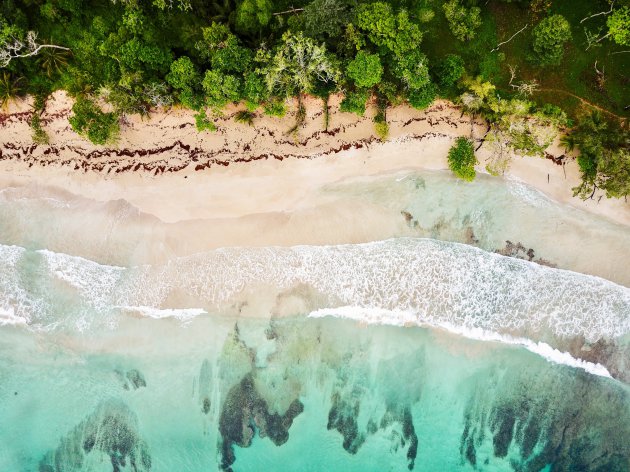 Wit poederzand, palmbomen tot aan de zee en jungle in de achtertuin. Isla Bastimentos, Bocas del Toro, Panama