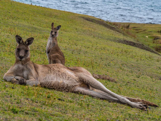 Relaxende kangoeroes