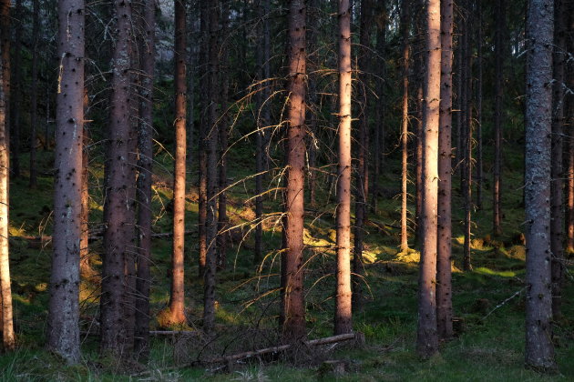 Veranderend licht in het bos