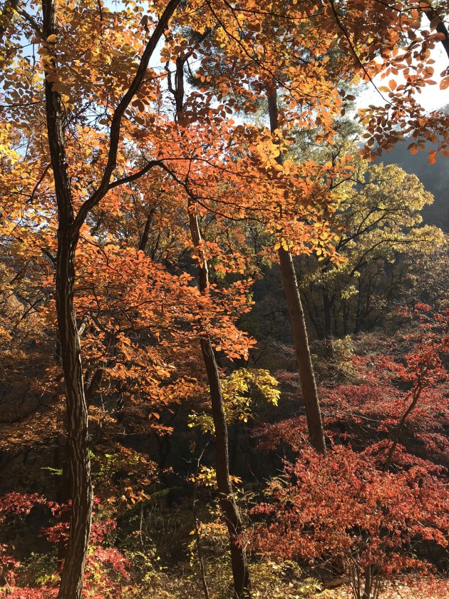 Herfst in Zuid Korea