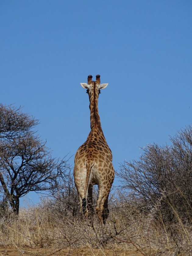 Bye bye Giraffe!
