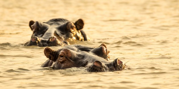 Hippo's in de avondzon