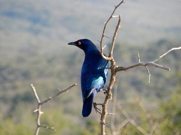 Vogels spotten in Zuid-Afrika