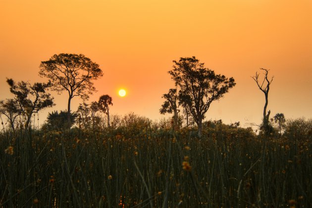 Zonsondergang Okavango Delta