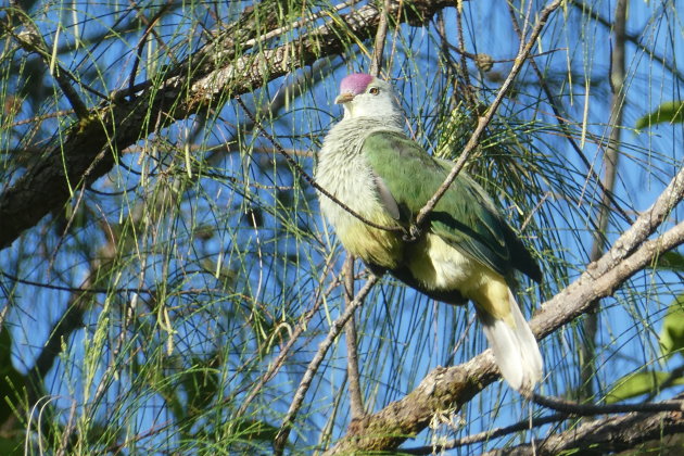 Cook Islands Fruit-Dove