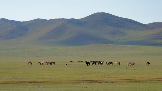 Mongoolse paard