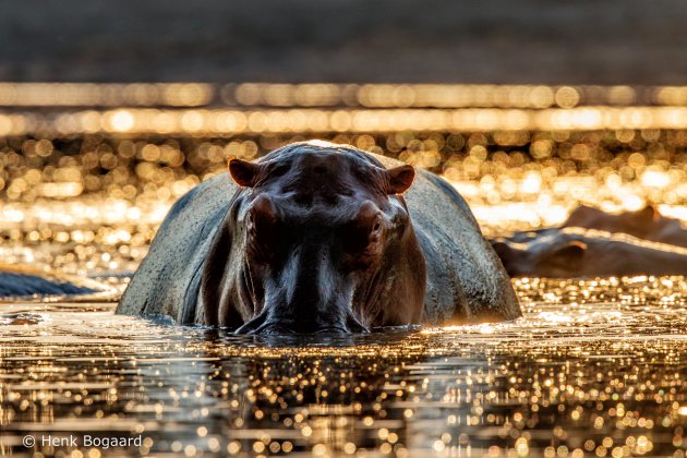 Hippo bij zonsondergang in Mana Pools in Zimbabwe