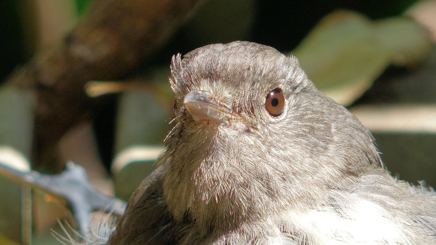 Motuarara Island: vogelparadijs