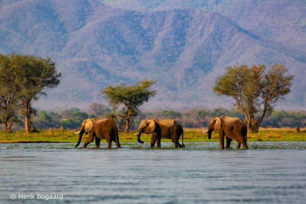Olifanten in de Zambezi rivier