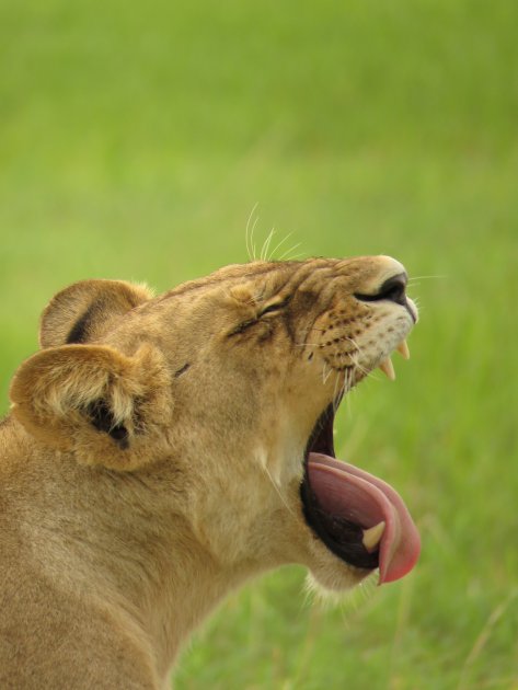 Gapende leeuwin in de Okavango
