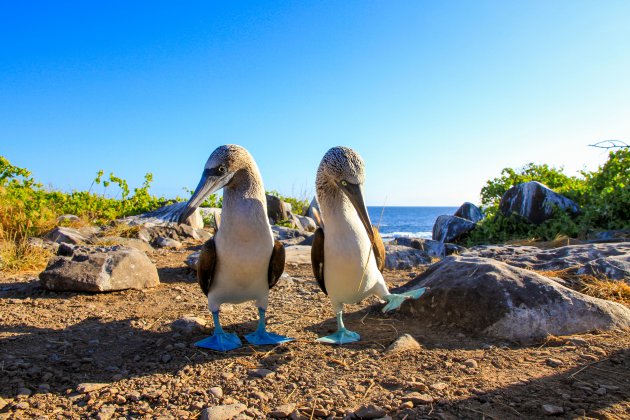 Paringsdans op de Galápagos eilanden