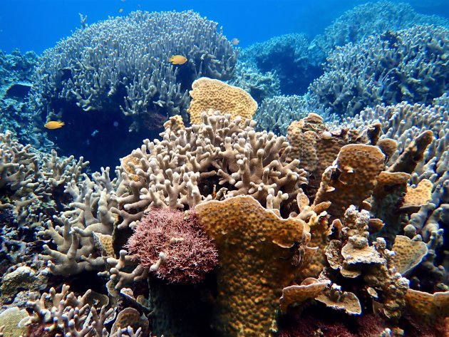 Onderwaterparadijsje Palau
