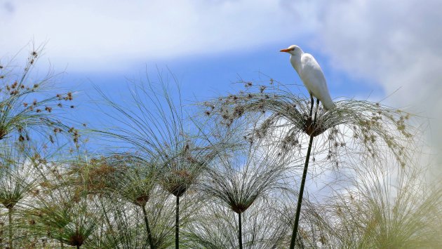Walhalla voor vogelliefhebbers; de Okavango Delta
