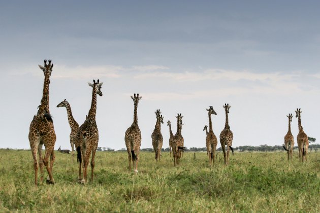 Wildlife spotten in de Serengeti