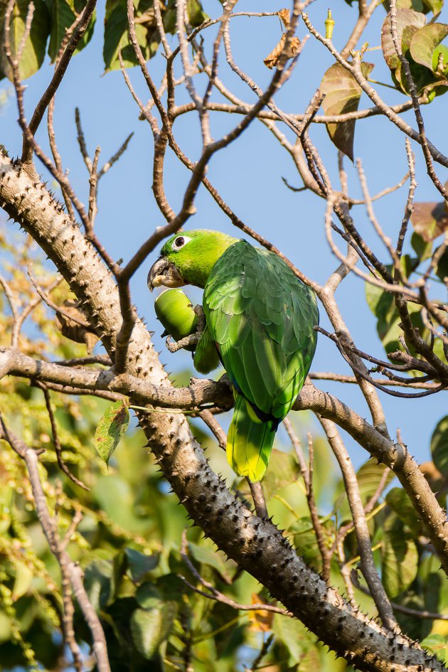 Costa Rica Amazone