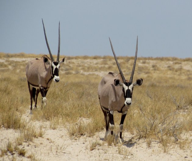 Oryx in duplo
