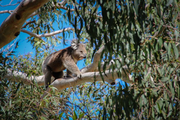 Koala in 'actie'