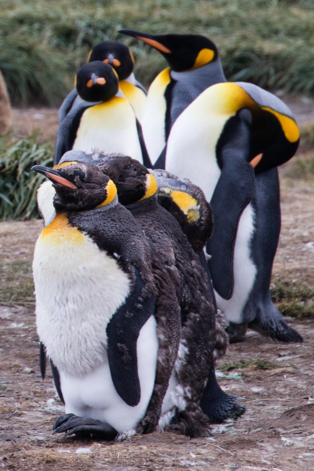 25 april: Wereld Pinguïn dag