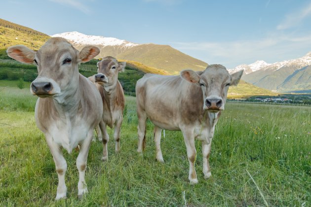 Koeien in Zuid Tirol