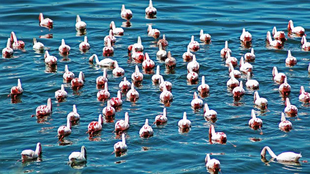 Flamingokontjes in Lake Manyara