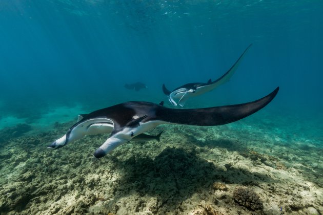 Zwemmen met manta rays .